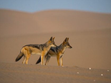 Les chacals du Namib