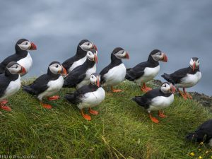 Islande 2016, un excellent cru